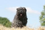 BOUVIER DES FLANDRES 003
